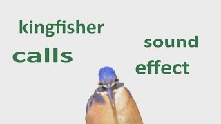 The Animal Sounds: How Kingfisher Sounds / Sound Effect / Animation screenshot 5