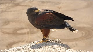 Falconry: Training your hawk to follow you