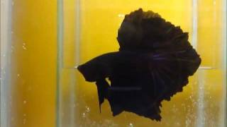 all black betta fish