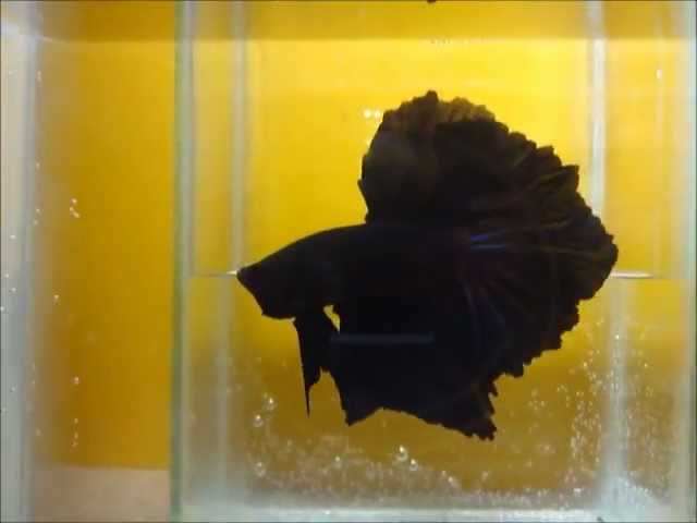 all black betta fish