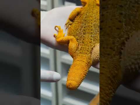 Vidéo: Excrétion et perte de la queue chez les geckos léopards