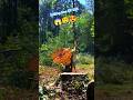 Falling tree EP 205. #wood #chainsaw #treecutting #tree #treefelling #fall #treeworks #stihl
