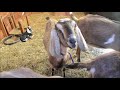 Ebert Farm ~ Nubian Goats & Miniature Cows