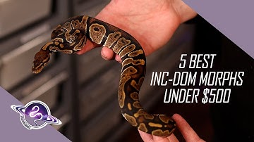 5 BEST Inc-Dom Ball Python Morphs under $500 | Leviathan Snakes