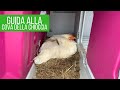 Cosa fare se la gallina cova: i miei trucchi