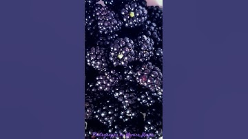Thumbnail of #blackberrysmoke