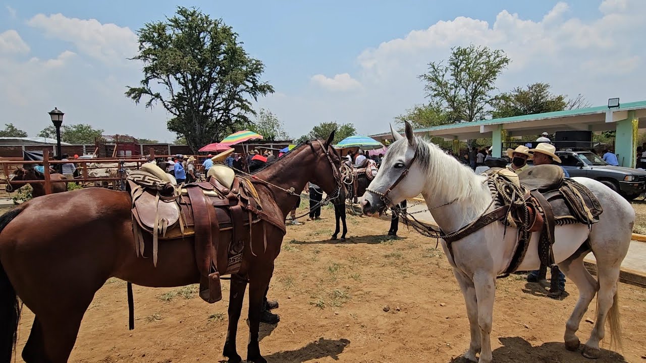 MERCADO GANADERO DE ZAACHILA LOS DIAS JUEVES REAPERTURA UBO RIFAS Y MAS