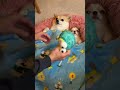 こっちゃんの「うぐぐ」っていう声がとても可愛くて好き😁 #ちわわ #柴犬 #ちわ柴