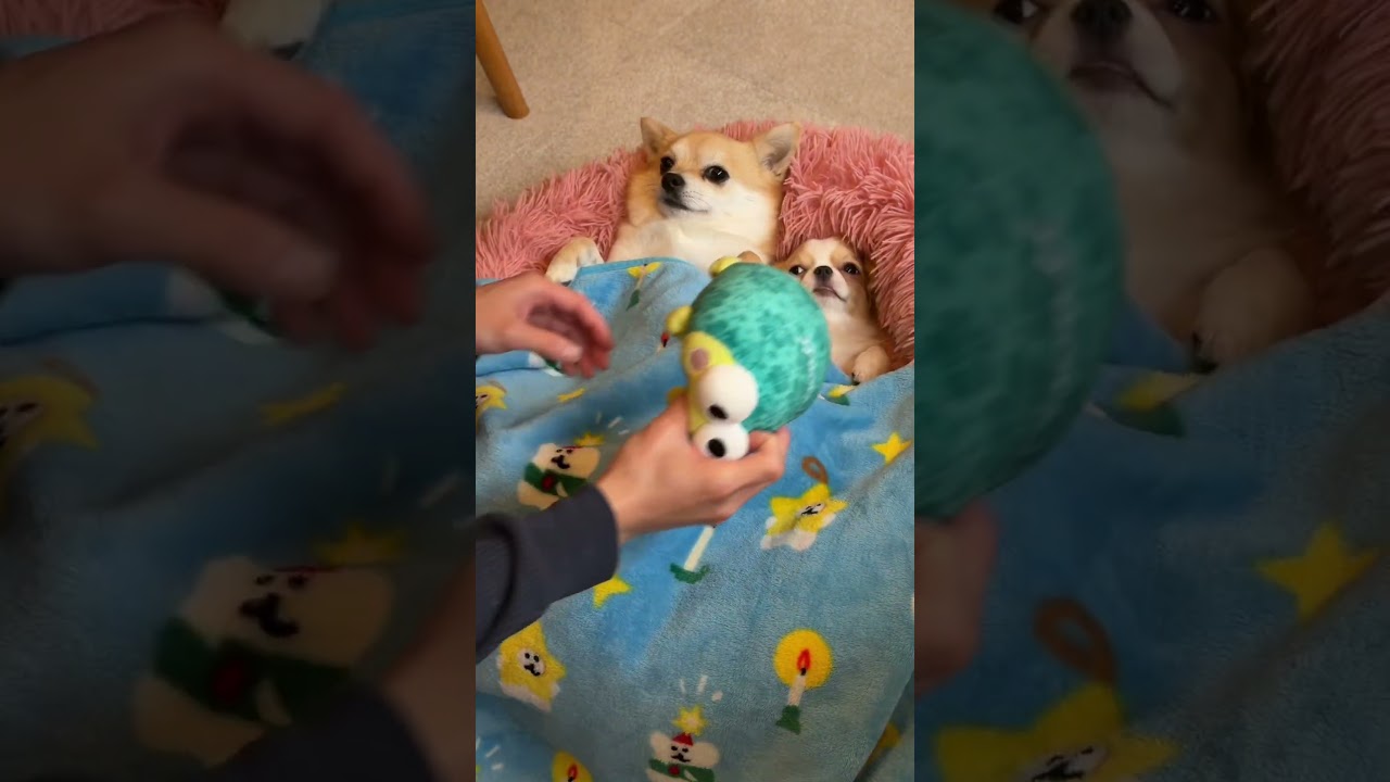 こっちゃんの「うぐぐ」っていう声がとても可愛くて好き😁 #ちわわ #柴犬 #ちわ柴