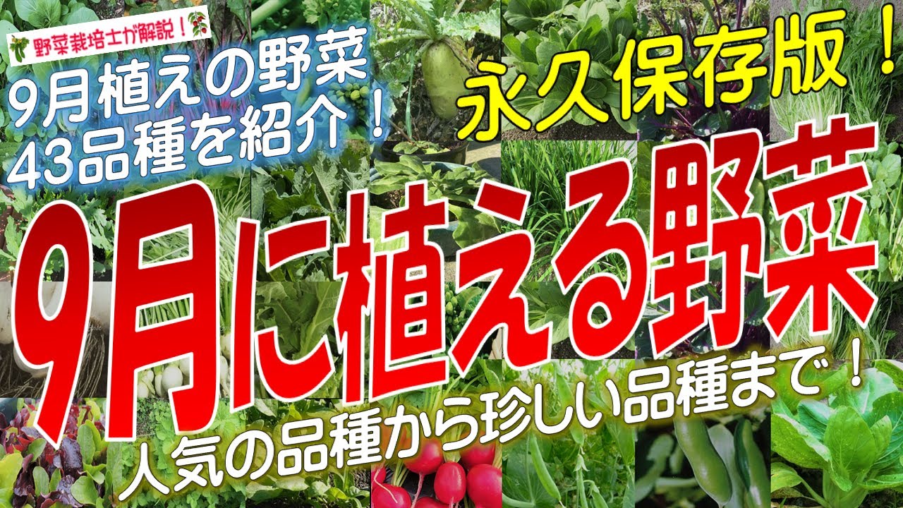 Vegetables to plant in September (43 varieties) - Permanent