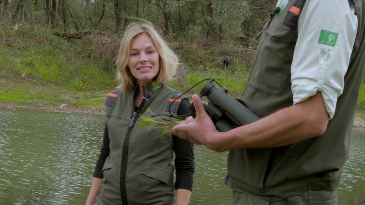 De nijvere bever, metamorfoses in de Millingerwaard