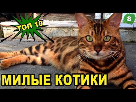 🐈 ყველაზე ლამაზი კატა მსოფლიოში! ვიდეოები კატა [ტოპ 10]