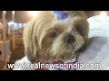 Ped Fed Dog Show in Mumbai 2017 Ped Fed Dog Show in Mumbai 2017