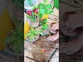 Prapogatin of MoneyPlant#fypシ゚viral #gardening #trendingreels #hobbysoul #plants 🌿#fasionshow#farah