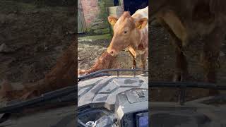 Deadly Moving Cow And New Born Calf #Youtubeshorts #Cattle #Beef #Dangerous