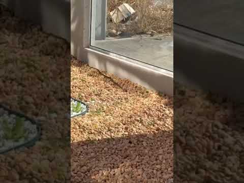 Cobra sai de terreno sujo para quintal de casa em Linhares ES