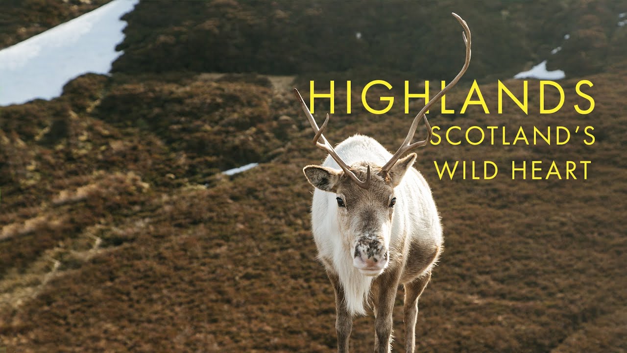 World Wild Hearts Scotland