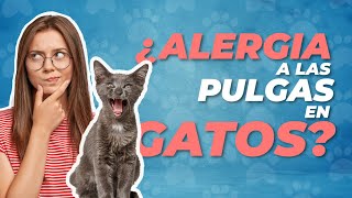 Dermatitis por PULGAS en GATOS  Tratamiento y prevención ✅  | Agrocampo