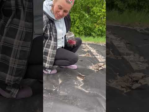 Сажалка для цибулин Bradas Польща Регульована саджалка для квіткових цибулин, видео 1