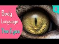 Cat Body Language : The Eyes | Furry Feline Facts