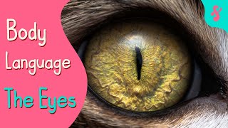 Cat Body Language : The Eyes | Furry Feline Facts by Furry Feline Facts 1,608 views 2 years ago 7 minutes, 27 seconds