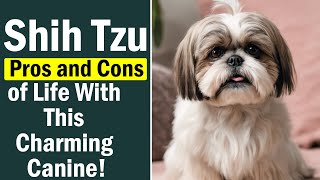 🐶 Shih Tzu: Pros and Cons of Owning This Adorable Breed! 🐶 by Fluffy Dog Breeds 354 views 8 months ago 6 minutes, 28 seconds