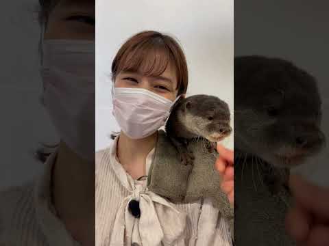 20220106 tiktok 堤礼実 カワウソ赤ちゃん