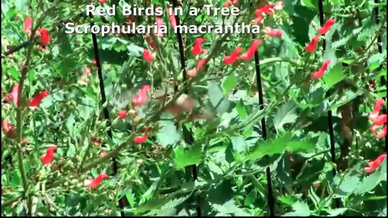 Hummingbird's favorite plants to feed on. YouTube