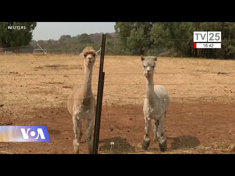 ცხოველების ბედი ავსტრალიაში