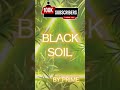 BLACK SOIL BARS 🔥🔥🔥🔥🔥🔥🔥🔥🔥🔥🔥🔥🔥🔥🔥🔥🔥🔥💯 #prime2471 #blacksoil #alternative #dj #producer #ukrainian