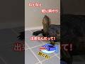 鯉に餌やり🐢#short#亀#ウンキュウ#かめ#動物#動画#ペット#ウケる #turtle #爬虫類 #人気#大人気#流行る#バズる#爆笑#面白い#餌やり#鯉#魚#笑える#100円#お金#友達