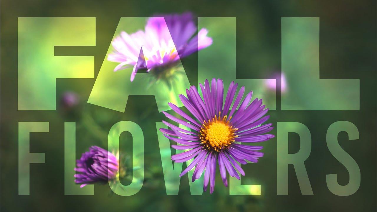 What flowers are blooming in fall? YouTube