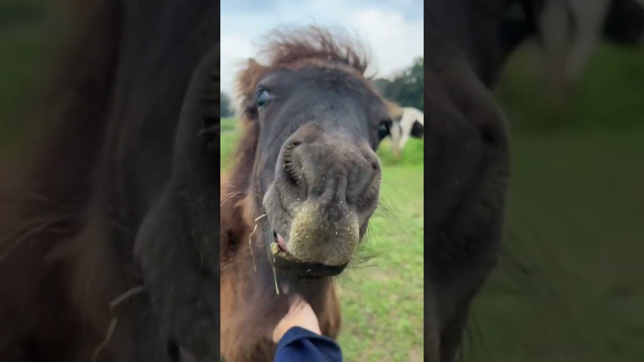 Sappy had last van vliegeneitjes! 
