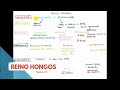 TEMA 3 ESQUEMA HONGOS