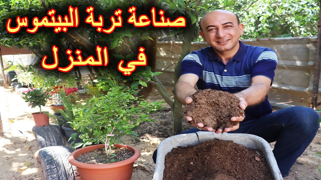 صناعة تربة البيتموس في المنزل