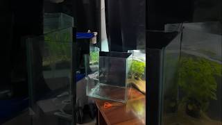 How to make a quarantine/hospital tank?