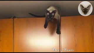 Cats love higher places 😊👍😊 cat on closet | oriental cats | cat family 😊 by Clan of Lumier 171 views 2 weeks ago 1 minute, 8 seconds