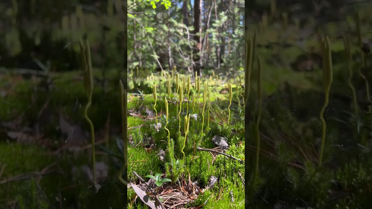 Плаун булавовидный