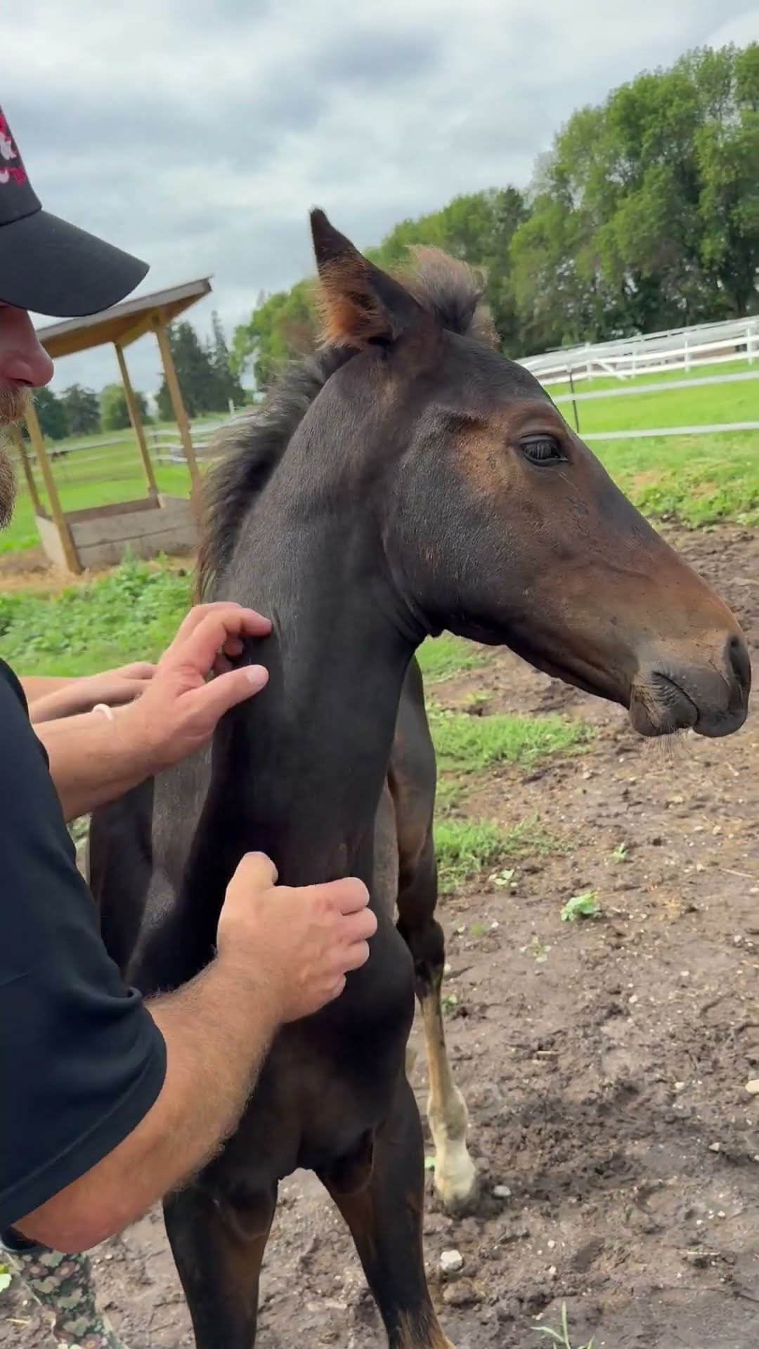 Sweet Baby Horse Loves Scritches || ViralHog