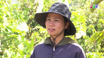 Hiệu quả mô hình trồng xen cây ăn quả trong vườn cà phê