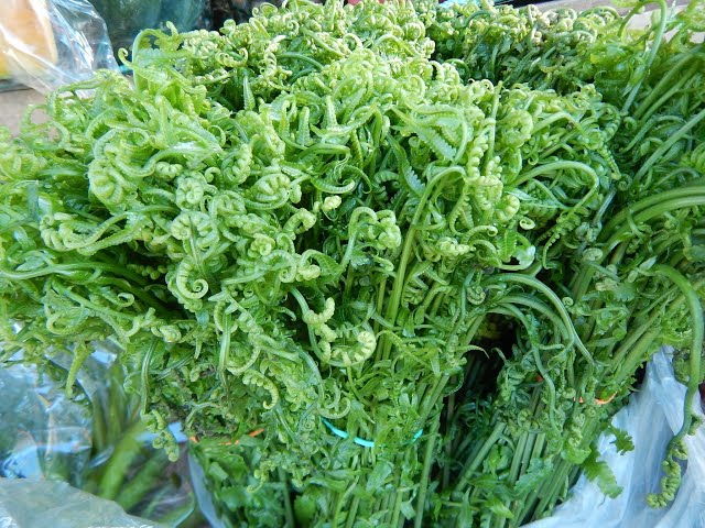 Fiddlehead fern or pako (Diplazium esculentum) Wild Edible -  YouTube