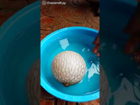 Если вытащить из воды рыбу фугу