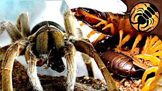 FEEDING TIME! Funnel-web spiders, centipedes and more!
