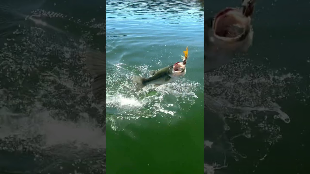 Doubled up on the Funky(Pre Spawn Bass Fishing Vertical)