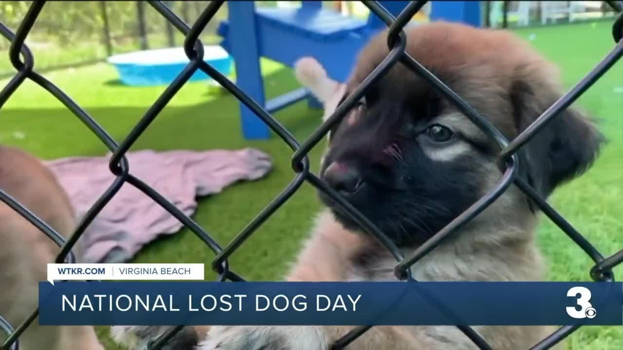 Doggone it! What to do if your dog and other pets get out YouTube