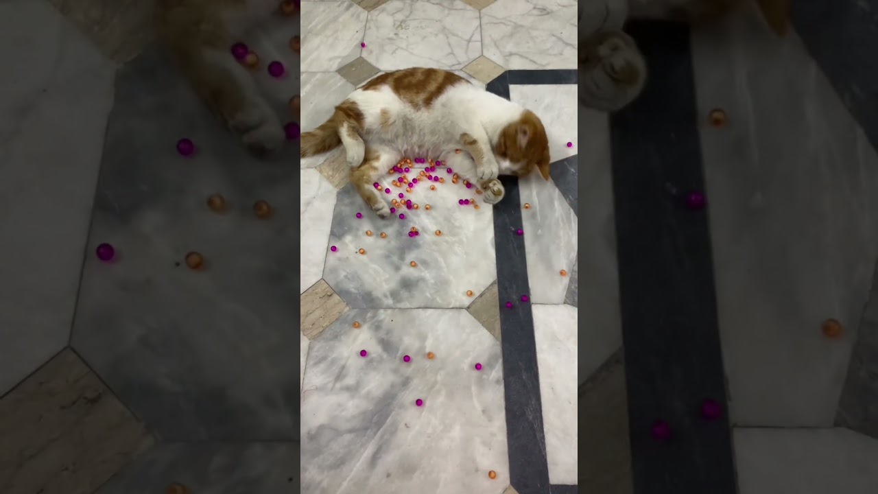 Satisfying ASMR 🌙 Reverse Cat Calm