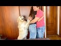 What does a Golden Retriever do when I hug my wife [Jealous Dog Bailey]