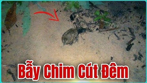Bẫy Chim Cút Đêm Khu Vực Tân Xuân Hàm Tân Bình Thuận