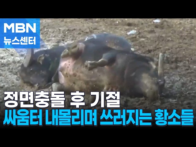 사람들 환호 속 쓰러진 황소…반복되는 축제에 동물 보호 목소리 [MBN 뉴스센터]
