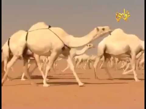 واللهنك متلذذ فالحياه كان مالك مع هل الذيدان ذود 